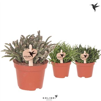 Rhipsalis mix Kolibri Greens mix1 pp 11cm 6cm Q1241