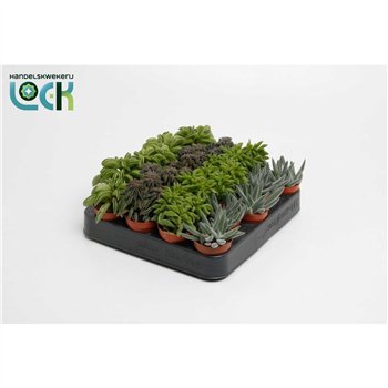 Sukulente mix Peperomia Mix 15cm 5.5cm Q1253