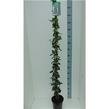 Hedera hibernica F00004213
