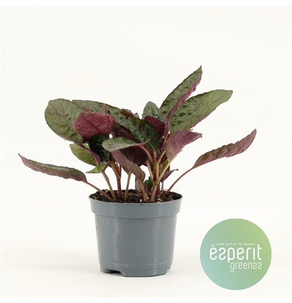 Hemigraphis Red Flame F00001123