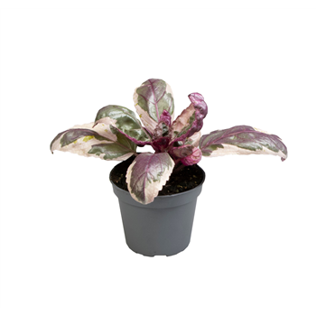 Hemigraphis Snow White F00000838