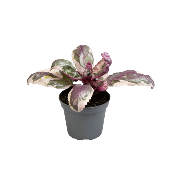 Hemigraphis Snow White F00000838