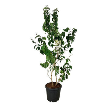 Heptacodium miconioides F00006722