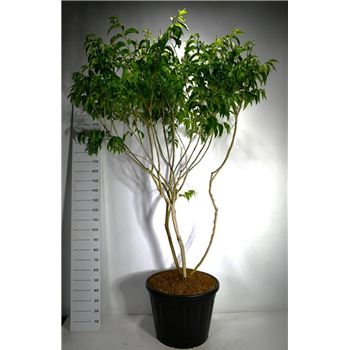 Heptacodium miconioides F00006279