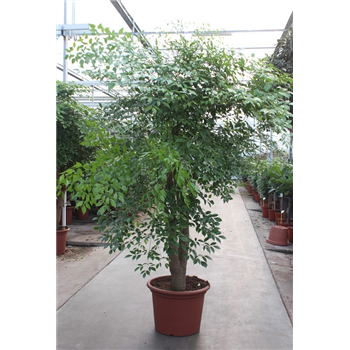 Heteropanax chinensis F00006439