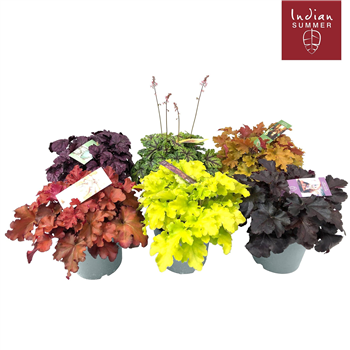 Heuchera 'Indian Summer' mix F00004668