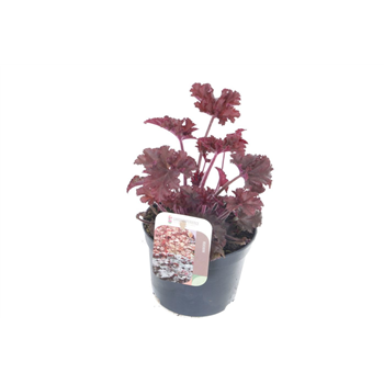 Heuchera 'Melting Fire' F00005608