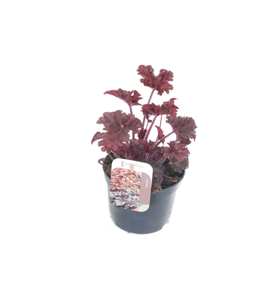 Heuchera 'Melting Fire' F00005608