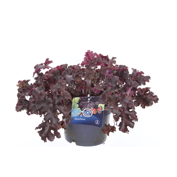 Heuchera Melting Fire F00004729