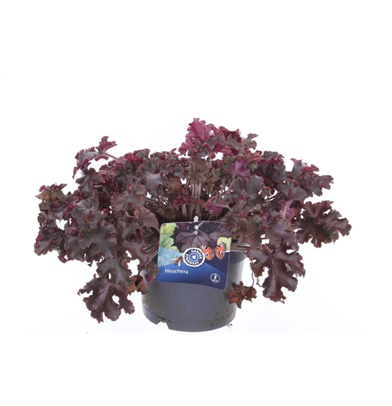 Heuchera Melting Fire F00004729