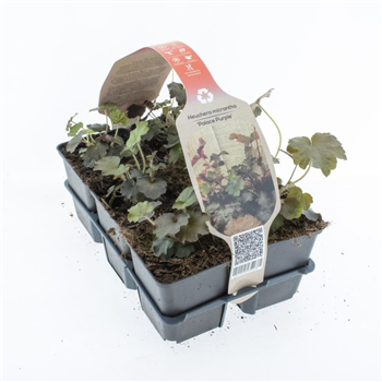 Heuchera micrantha 'Palace Purple' F00006793