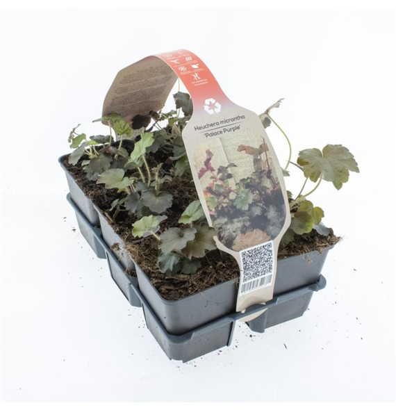 Heuchera micrantha 'Palace Purple' F00006793