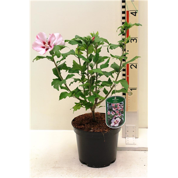 Hibiscus syriacus 'Hamabo' F00008302