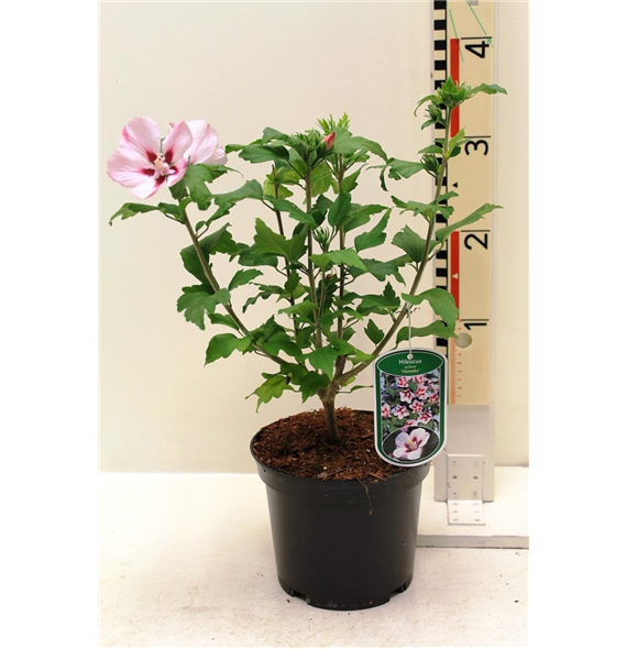 Hibiscus syriacus 'Hamabo' F00008302