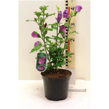 Hibiscus syriacus 'Russian Violet' F00008336