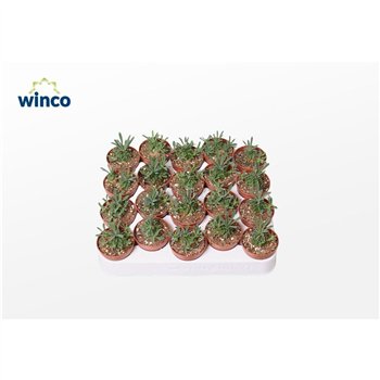 Euphorbia Bupleurifolia 12cm 5.5cm Q1585