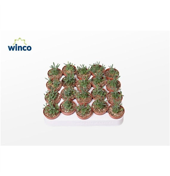 Euphorbia Bupleurifolia 12cm 5.5cm Q1585