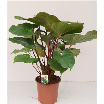 Homalomena rubescens 'Maggy' F00001875