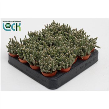 Rhipsalis baccifera subsp  horrida Baccifera Horrida 10cm 5.5cm Q1588