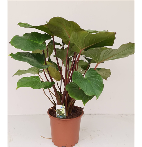 Homalomena rubescens 'Maggy' F00001875