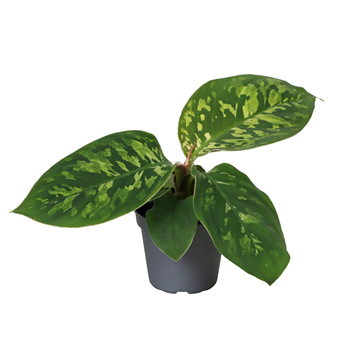 Homalomena wallisii 'Camouflage' F00001947