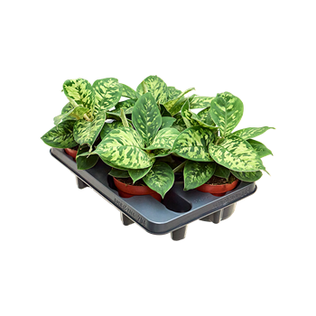 Homalomena wallisii 'Camouflage' 4/tray 4HOCABP20