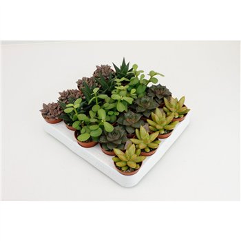 Sukulente mix on Rij3 pp 15cm 5.5cm Q1617