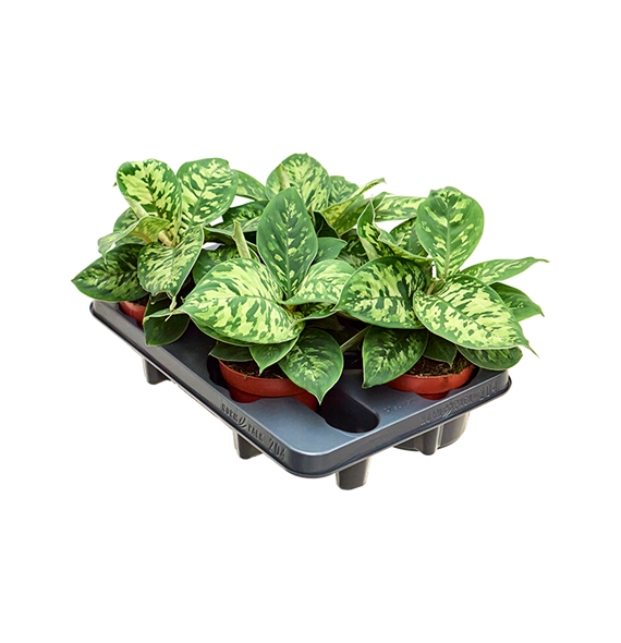 Homalomena wallisii 'Camouflage' 4/tray 4HOCABP20