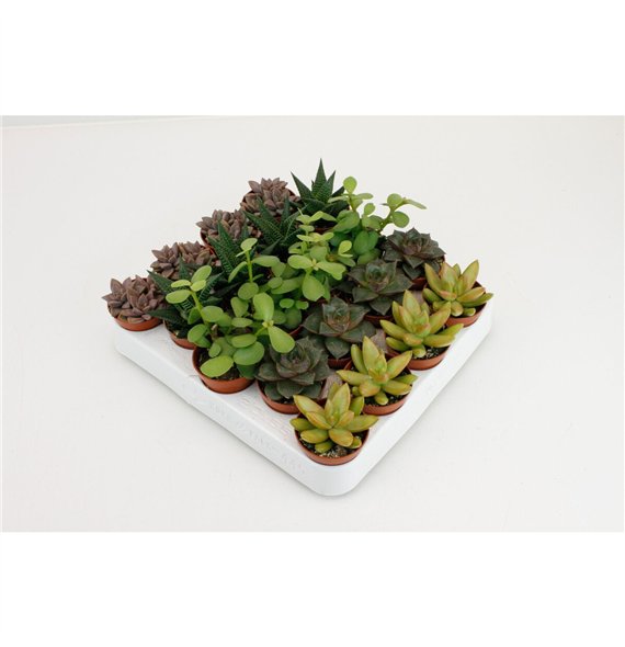 Sukulente mix on Rij3 pp 15cm 5.5cm Q1617