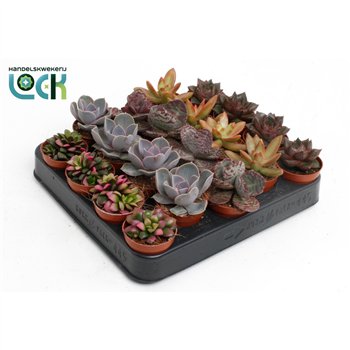 Sukulente mix Herfst Mix3 pp 15cm 5.5cm Q1621