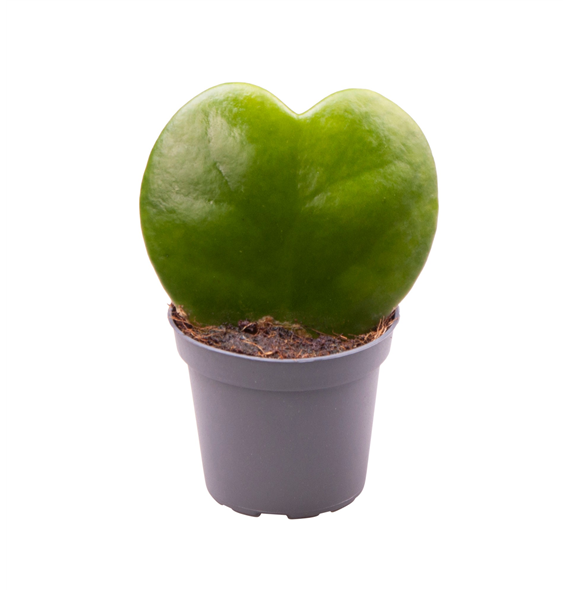 Hoya Kerrii F00000852