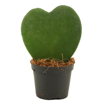 Hoya Kerrii Single F00000662