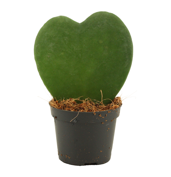 Hoya Kerrii Single F00000662
