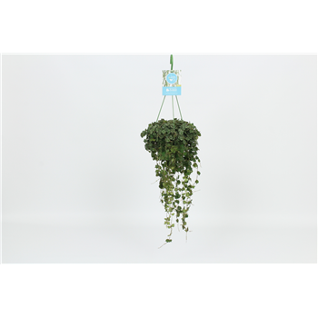 Hoya curtisii F00003003