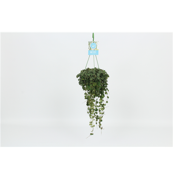 Hoya curtisii F00003003