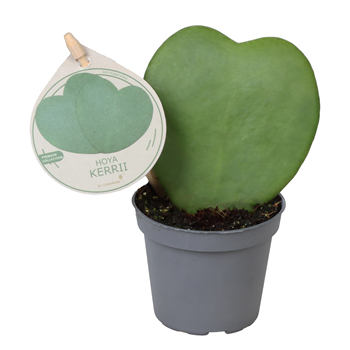 Hoya kerrii F00004454
