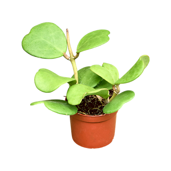 Hoya kerrii (16/tray) 4HOKEBU10