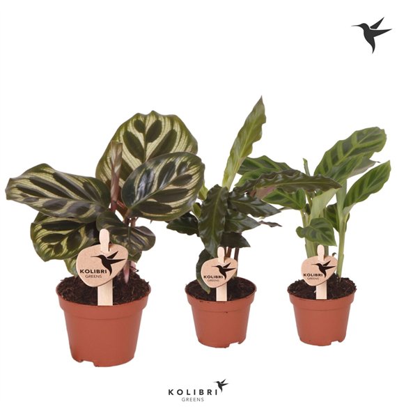 Kalateja mix Kolibri Greens mix1 pp 15cm 6cm Q2178