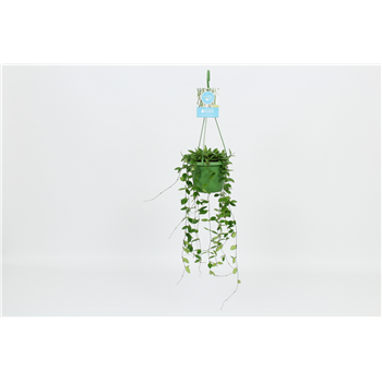Hoya puber F00003007