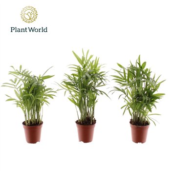 Chamaedorea elegans Tiny Lizzy (Chamaedorea) 8 pp 20cm 5.5cm Q2336