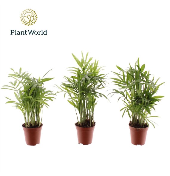 Chamaedorea elegans Tiny Lizzy (Chamaedorea) 8 pp 20cm 5.5cm Q2336