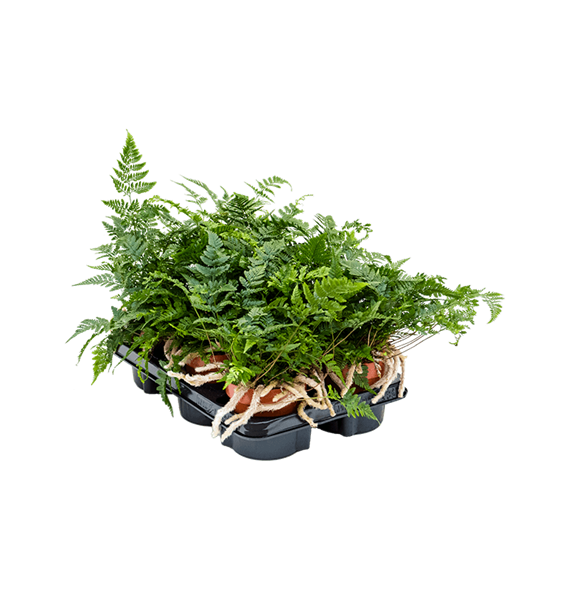 Humata tyermannii 6/tray 4HUTEBP02