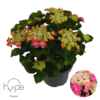 Hortenzija Lacecap F00004956
