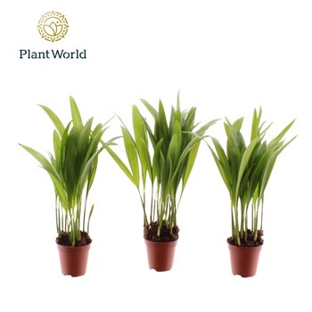 Palma Dypsis lutescens Tiny Pammy (Areca) 8 pp 25cm 5.5cm Q2877