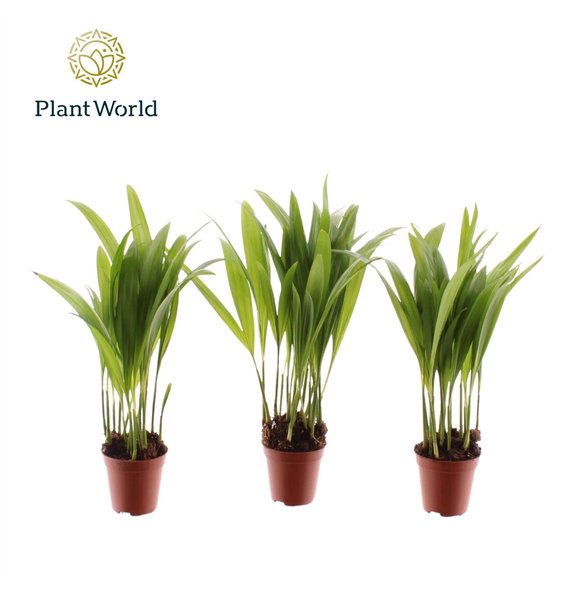 Palma Dypsis lutescens Tiny Pammy (Areca) 8 pp 25cm 5.5cm Q2877