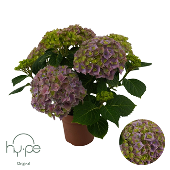 Hortenzija Mophead F00004952