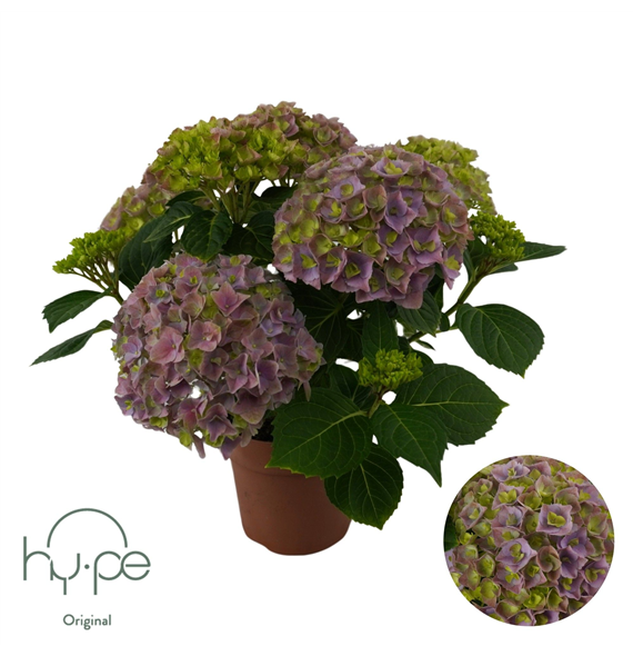 Hortenzija Mophead F00004952