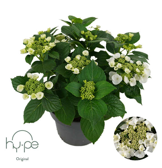 Hortenzija Lacecap F00004958