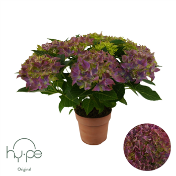 Hortenzija Mophead F00004953