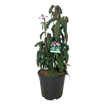 Hortenzija aspera 'Macrophylla' F00006830